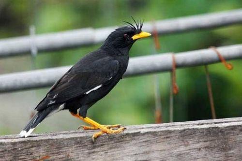 娱乐吃瓜小八哥是谁啊