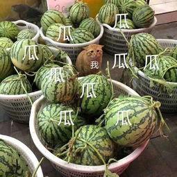 娱乐区吃瓜,揭秘明星们的“吃瓜”日常